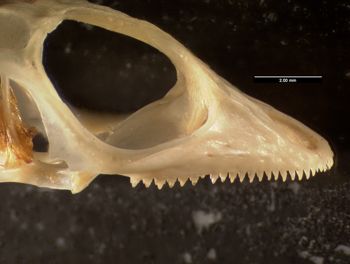 Media type: image;   Herpetology R-64693